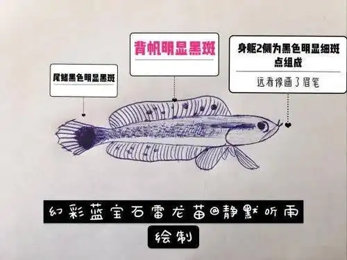 科普贴辨识各种雷龙鱼的苗子