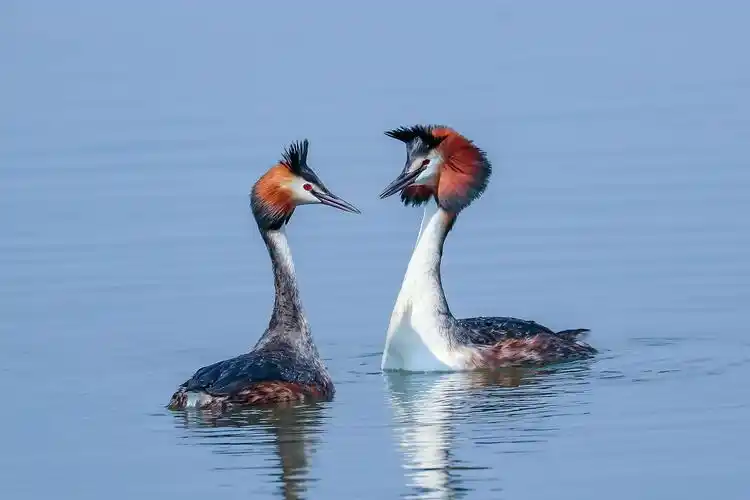 凤头鸊鷉 - 美篇