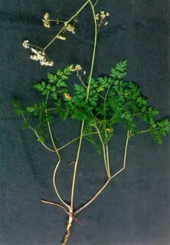 国家重点保护野生植物——明党参