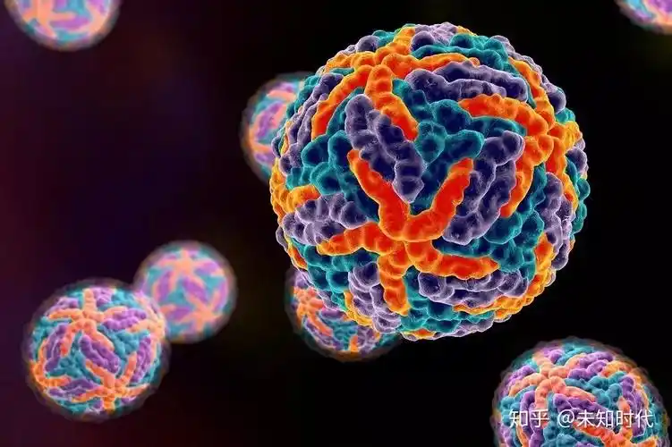 登革病毒(来源:google图片)起源登革热是一种急性传播的病毒性传染病