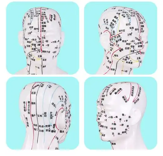 子彧ziyu头部医学针灸练习模型中医穴位经络按摩人体模型可扎针硅胶22