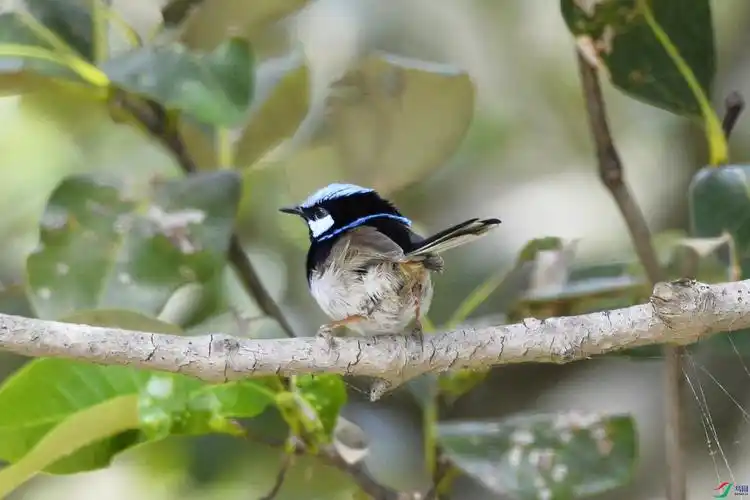 华丽细尾鹩莺maluruscyaneus