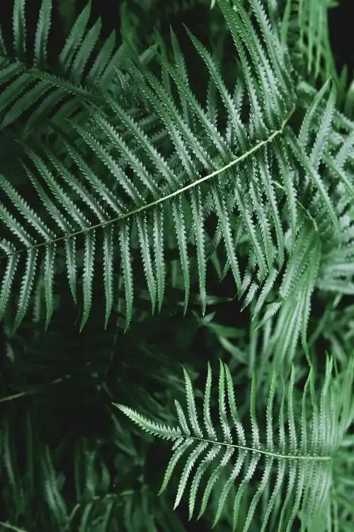 自然背景树叶图片深色针状叶子背景