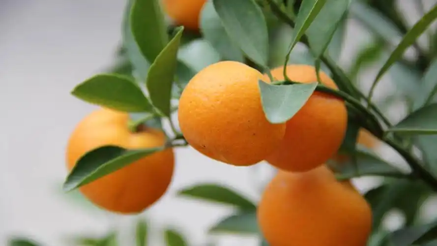 树上的橘子图片桌面壁纸
