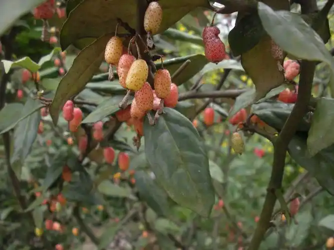 看了嘴巴就酸的果子