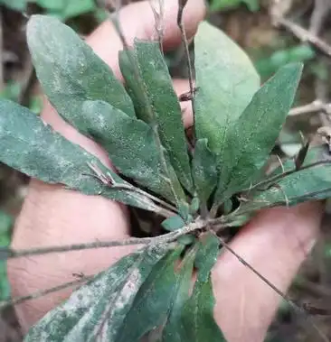 野生白花地胆头白背草白背仔