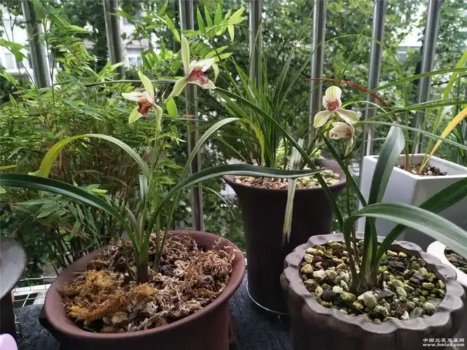 佛光君荷吹吹龙岩素建兰花期到了开了一批