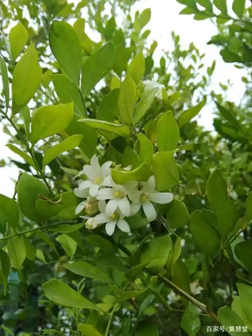 路边这种开着白色花朵的植物为何叫千里香呢?