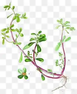 马齿苋简笔画 马齿苋简笔画怎么画