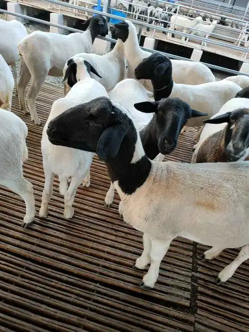 10只杜泊绵羊一年利润多少-中国畜牧网-商情详情