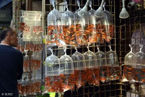 香港金鱼街卖金鱼的方式很特别,悬挂在墙壁上有人说像倒挂的酒杯
