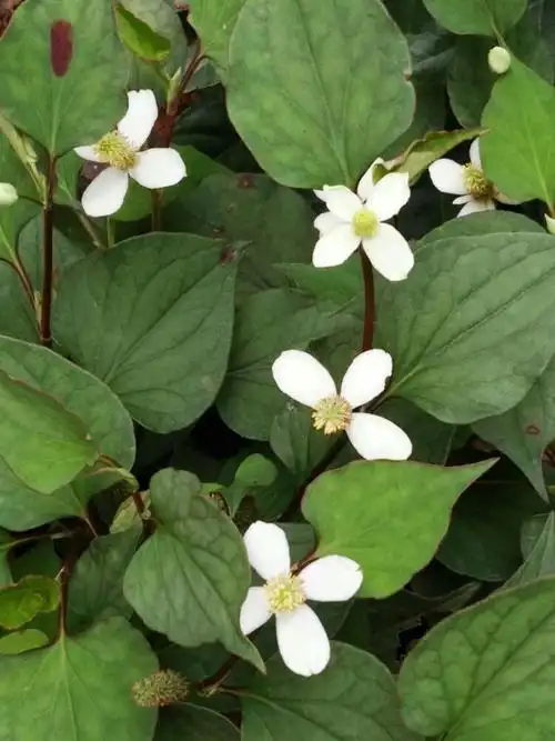 美丽素雅的折耳根花朵
