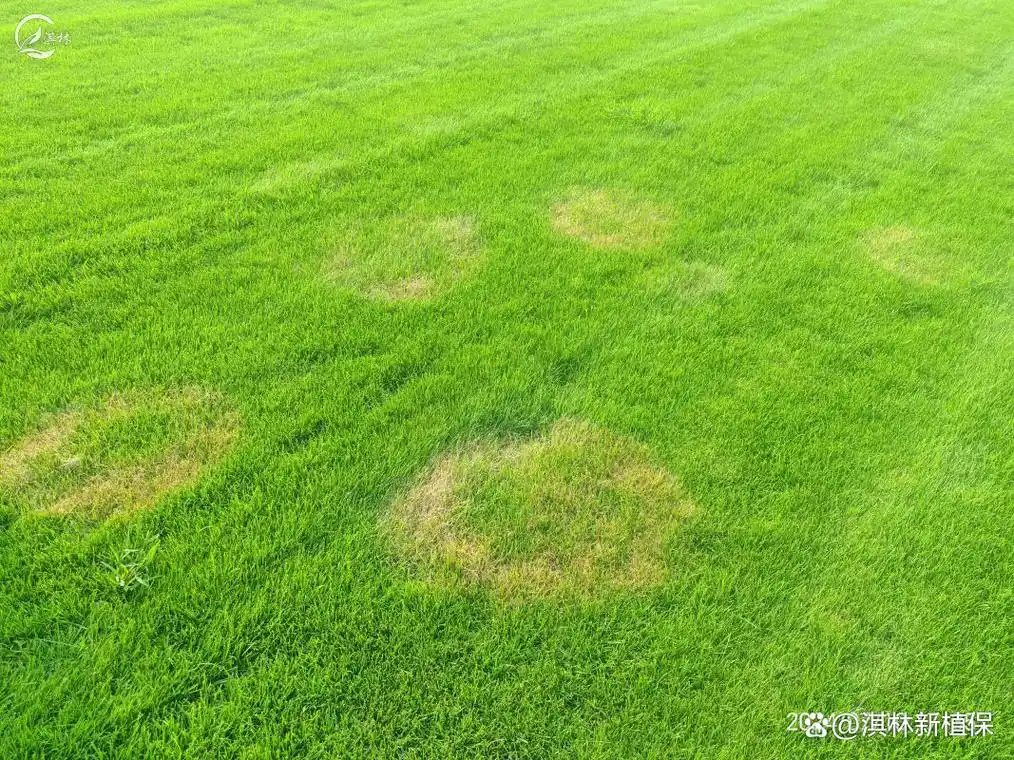 北方警报!草坪褐斑病高发!