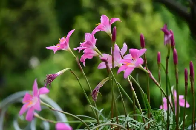 这盆红花韭兰好几年了,被我虐得不行,花盆不漏水,常常忘了浇水,这么丑