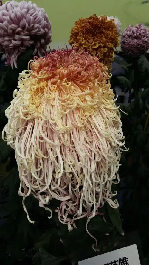 北海公园菊花展部分名贵菊花