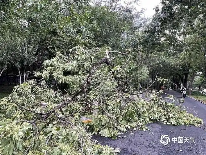 北京下雨#【北京大部现8至10级短时大风 疾风骤雨后街头"凌乱"】 5月