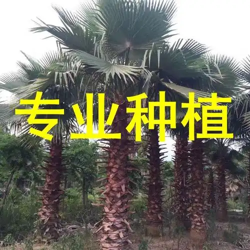 老人葵树 华棕 杆高6米 自然高度8米 漳州华盛顿棕榈基地 棕榈树
