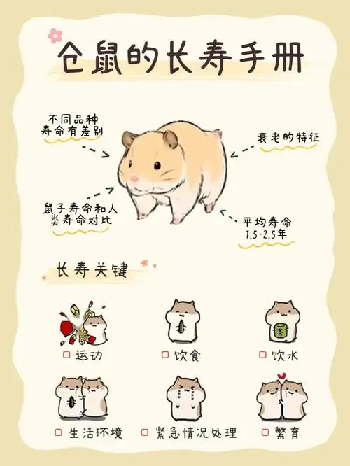 鼠子的平均寿命相对于其他宠物是比较短的,所以在饲养仓鼠的时候更
