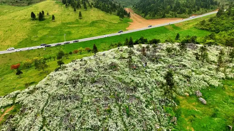 风吹草低见牛羊酉阳有个菖蒲盖大草原