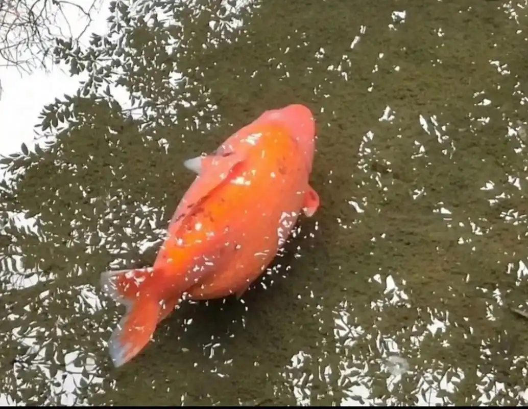 鱼胖成这样,不怕高血压糖尿病吗? #动态创作月泛生活专区