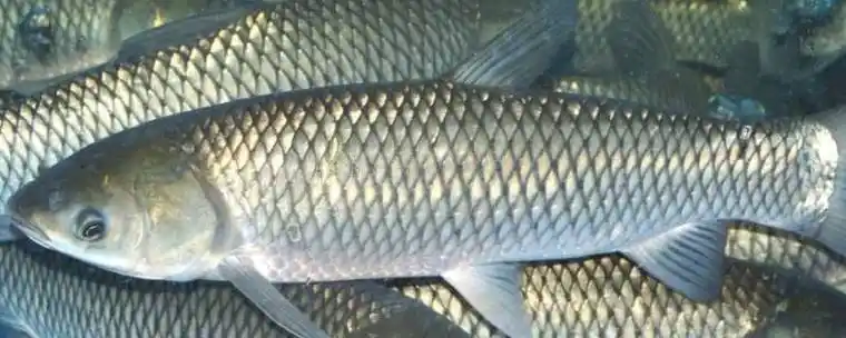 石坚鱼是什么鱼