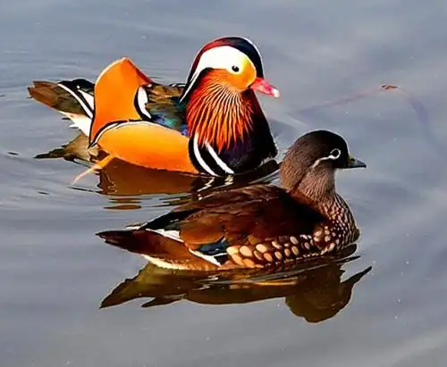 鸳鸯是一夫一妻制吗(用来比喻爱情的鸳鸯并非一夫一妻鸟类)插图4