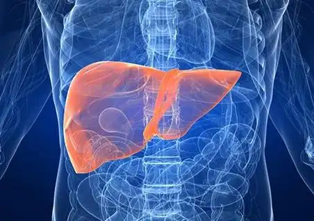 五脏-肝脏的位置图