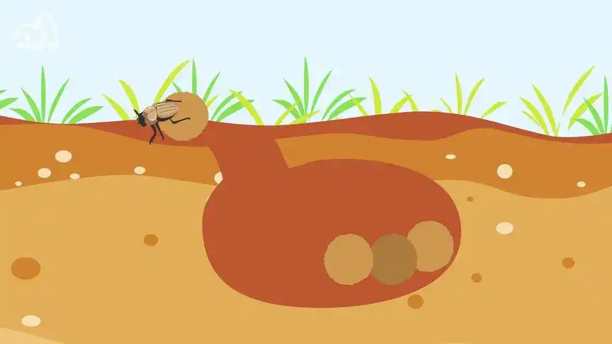 屎壳郎为什么滚粪球?