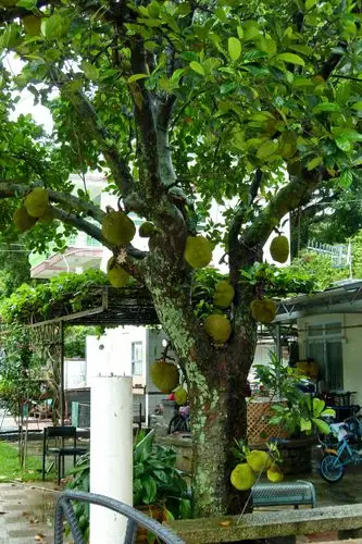 大树菠萝【原摄】