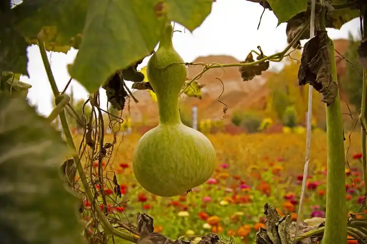 家协会在临泽县七彩葫芦园举办庆祝新中国成立70周年"民间文艺传情