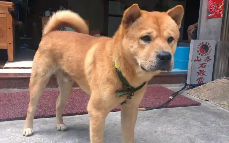 来自农村和赶集挑选出的优秀土狗,回访一下看看它们的性格和样子
