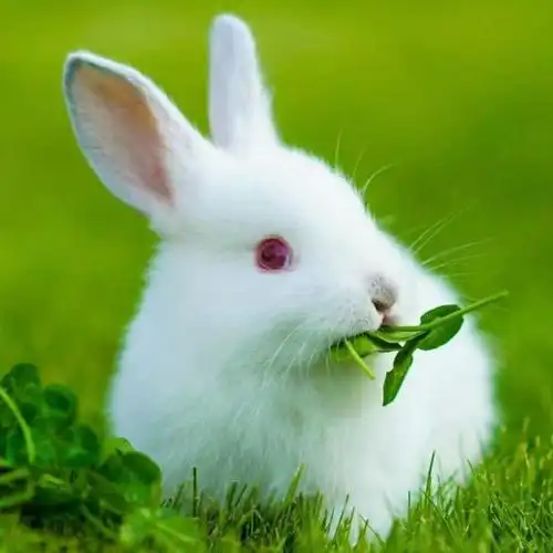 美丽的小白兔,故事里的事微信头像