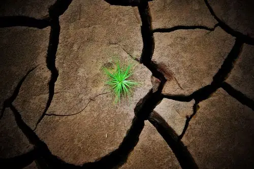 大面积河床露了出来,河床干涸,长出了很多野草,随处可见生命力的顽强!