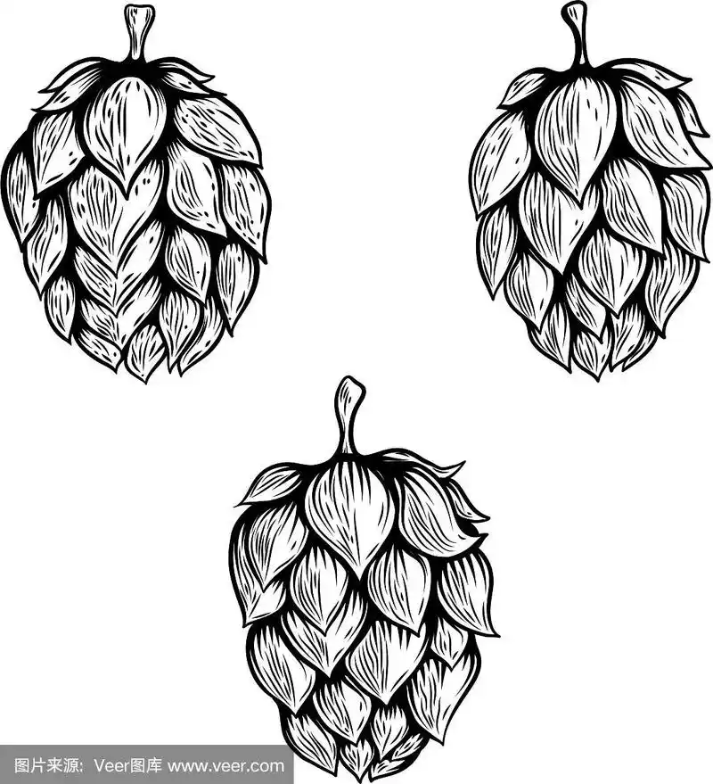 一套手绘啤酒花设计元素