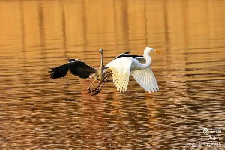 一行白鹭上青天