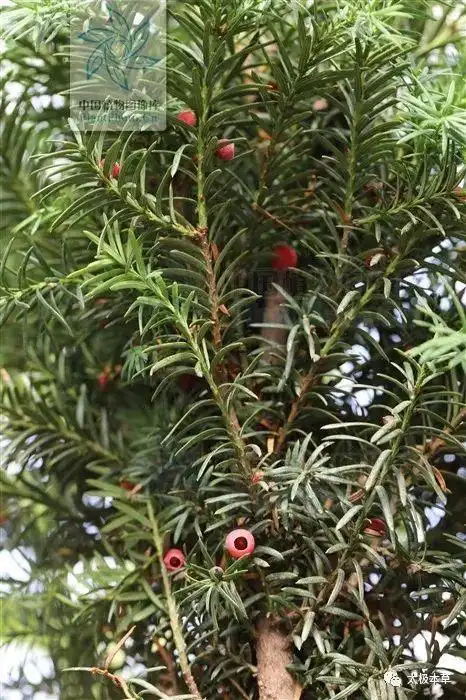 紫杉(紫杉醇化疗一次多少钱)