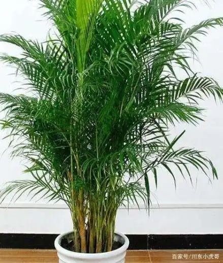 家居盆栽花草种植养护观赏系列——散尾葵篇