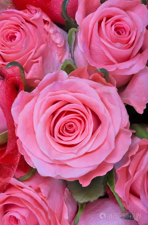 象征着美好的初恋,这种玫瑰花颜色比较淡,花色为暖融融的粉色,让人