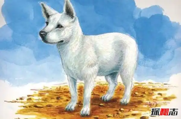 已灭绝的十大狗品种第七留下标本第一儿童保护者可惜