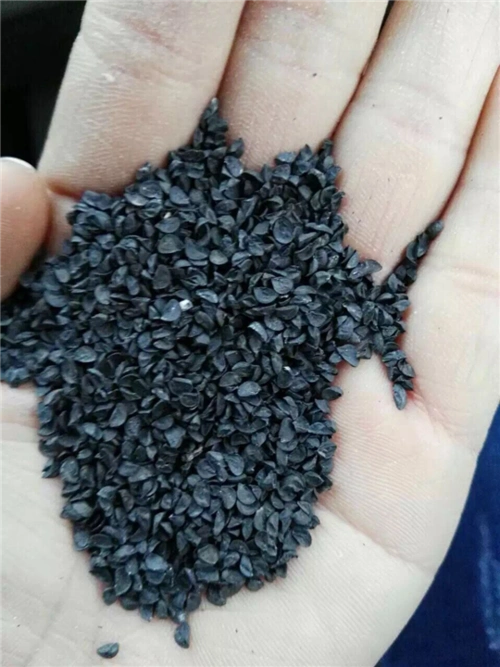 葱籽-批发葱籽-葱籽原产地-收购葱籽