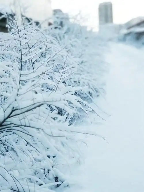 12-07 11:21 ·uni旅图官方搜狐号 订阅 今天迎来大雪节气,你那里下雪