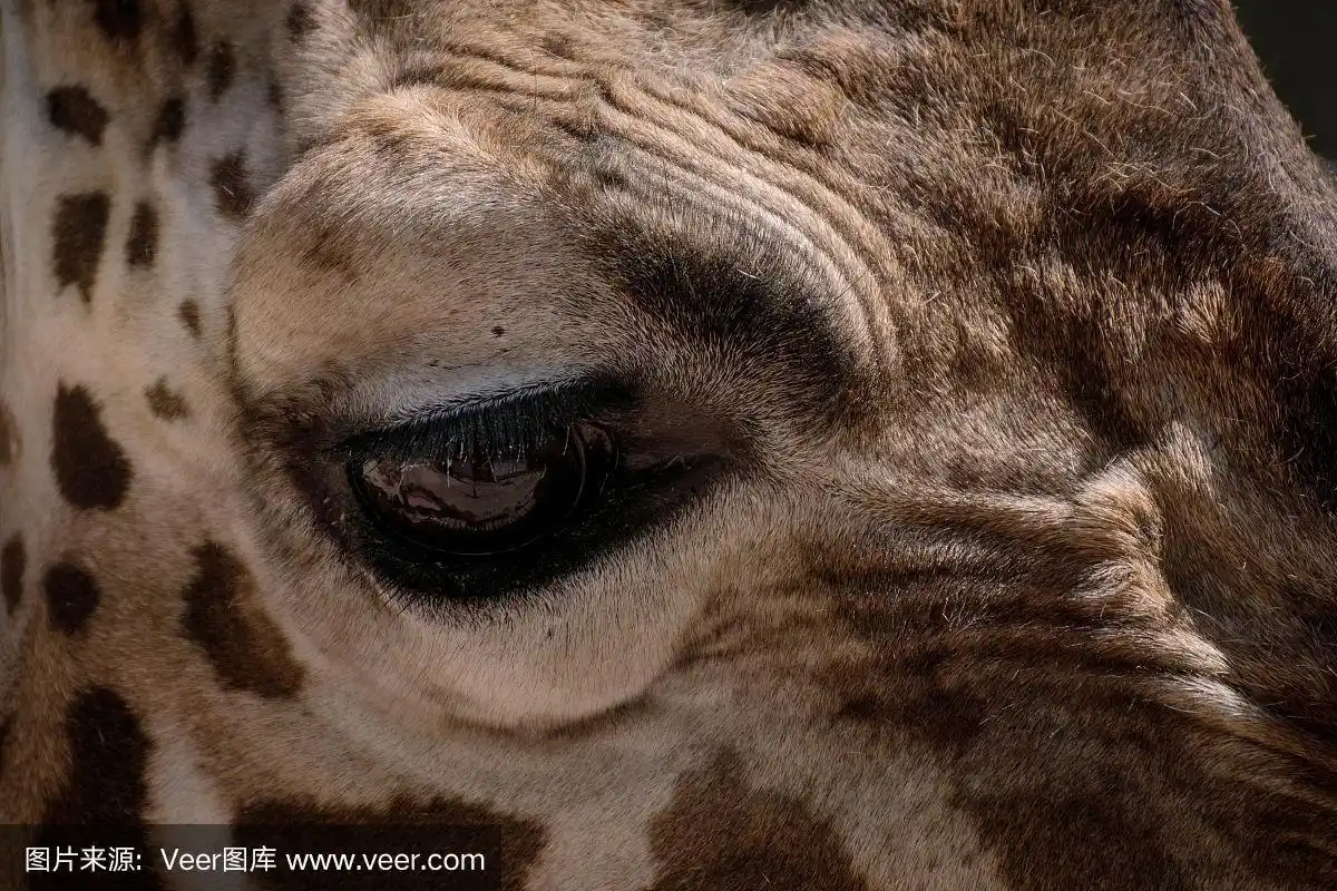 一个成年长颈鹿眼睛的特写细节