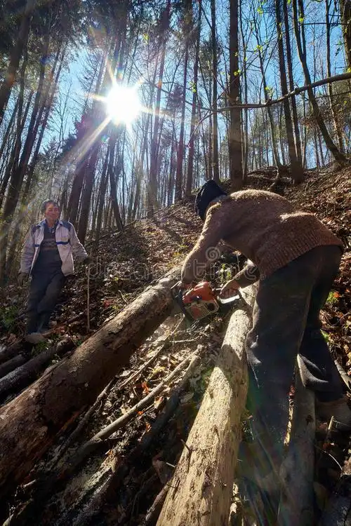 砍树的资深伐木工人. 绿色 问题的.