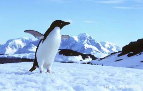 企鹅是地球上比较可爱的动物,那么对于企鹅,你了解多少呢