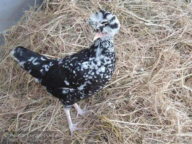 供应优质贵妃鸡苗