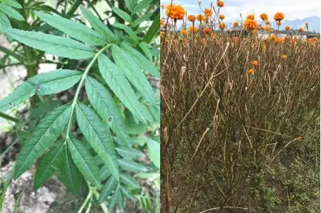 项目组成员赴云南腾冲调研万寿菊病害发生情况