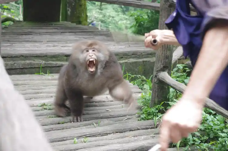 重庆野猴当街拖走3岁幼童这群猴子咋这么狂真成精了
