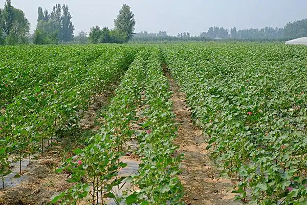 棉花幼苗