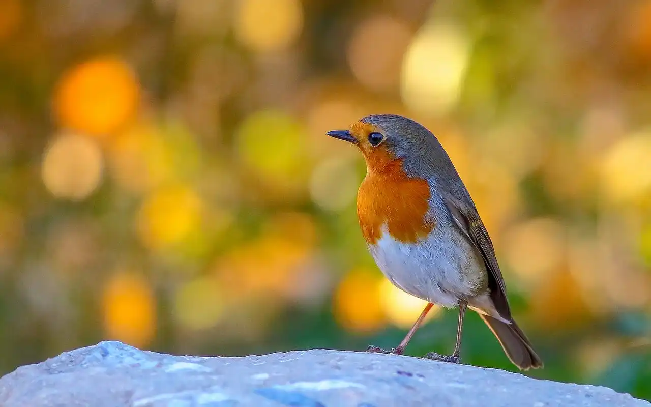 欧亚歌鸲高清动物图片电脑桌面壁纸