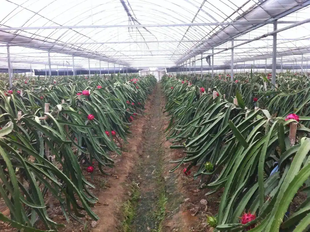 种植火龙果如何浇水好?给火龙果浇水需要注意什么?